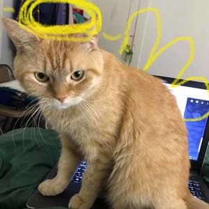 Meet your Posher, Ilanit